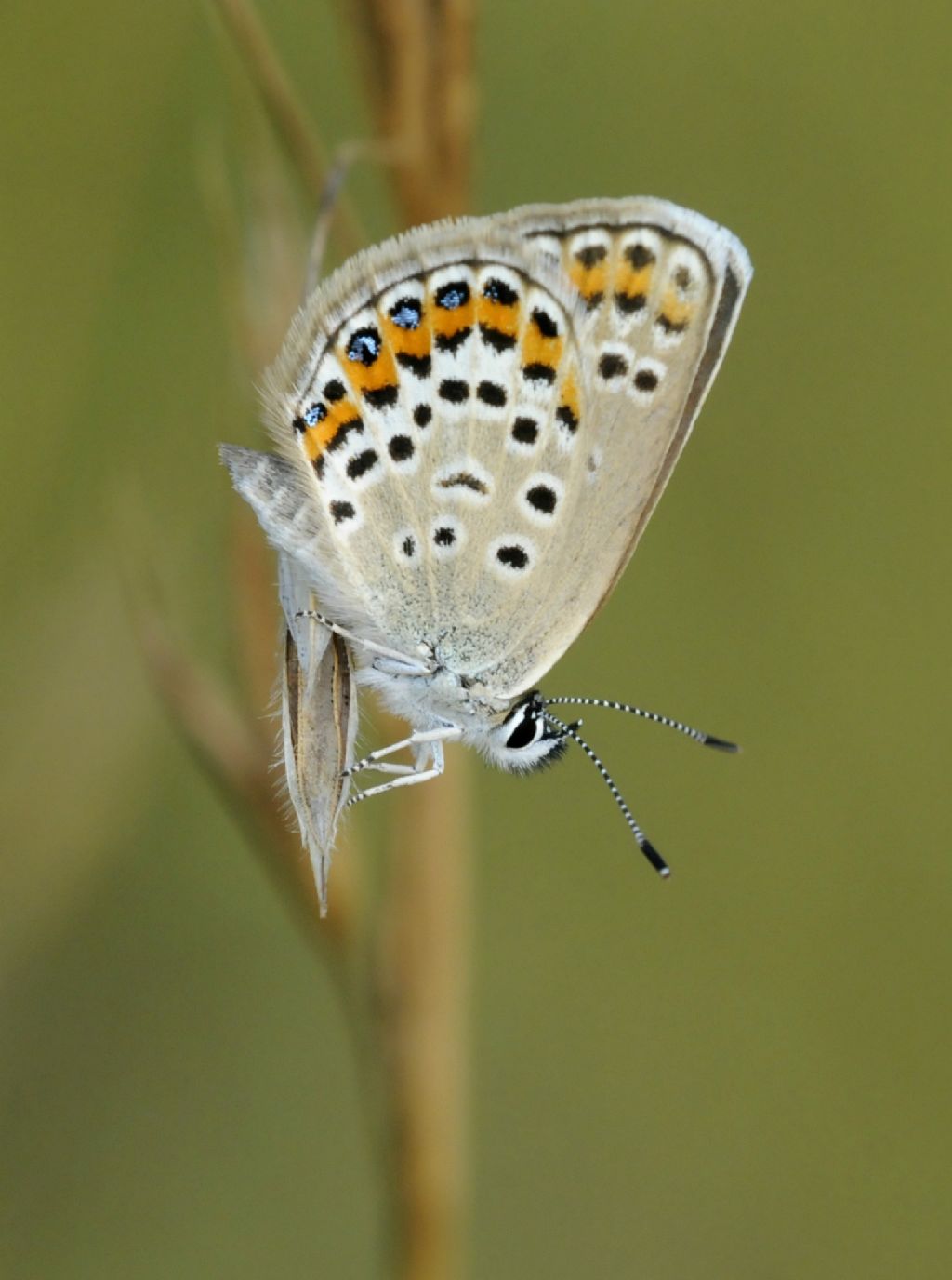 Licenide da identificare