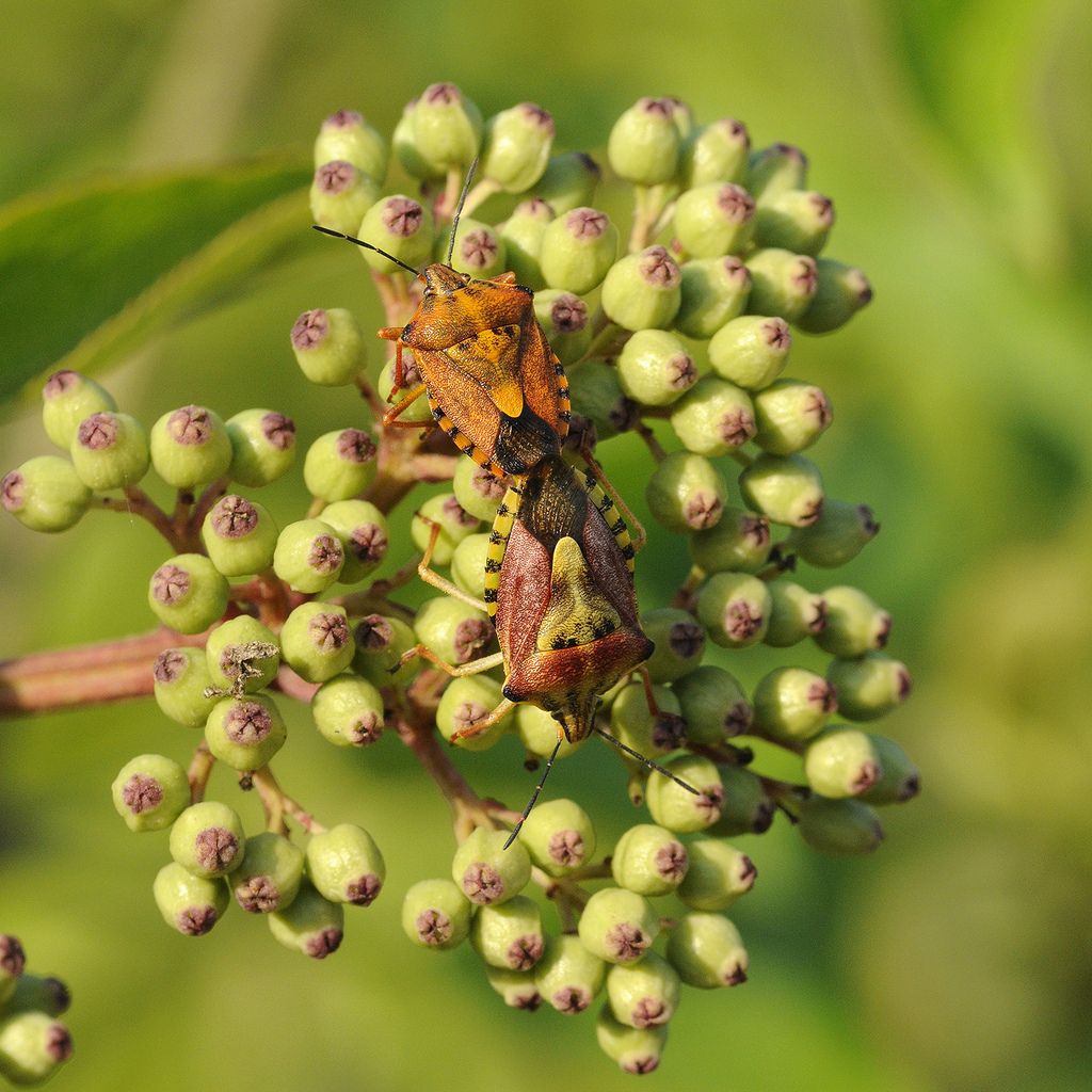 Carpocoris purpureipennis?