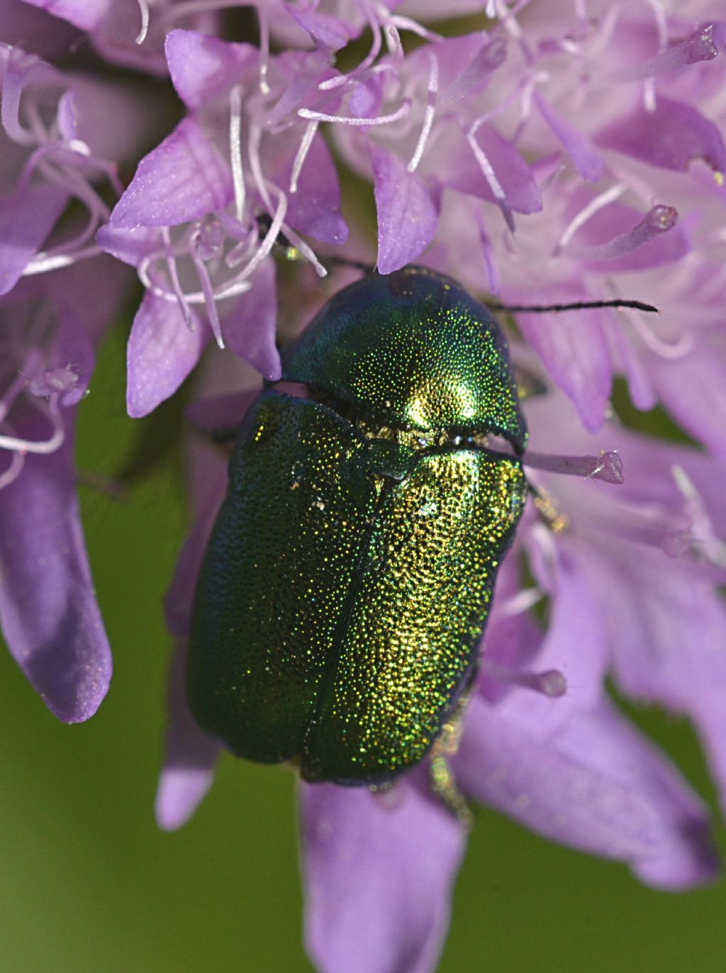 Cryptocephalus sericeus