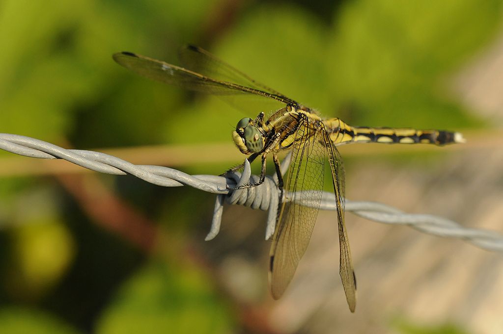 Odonata da determinare - Orthetrum albistylum