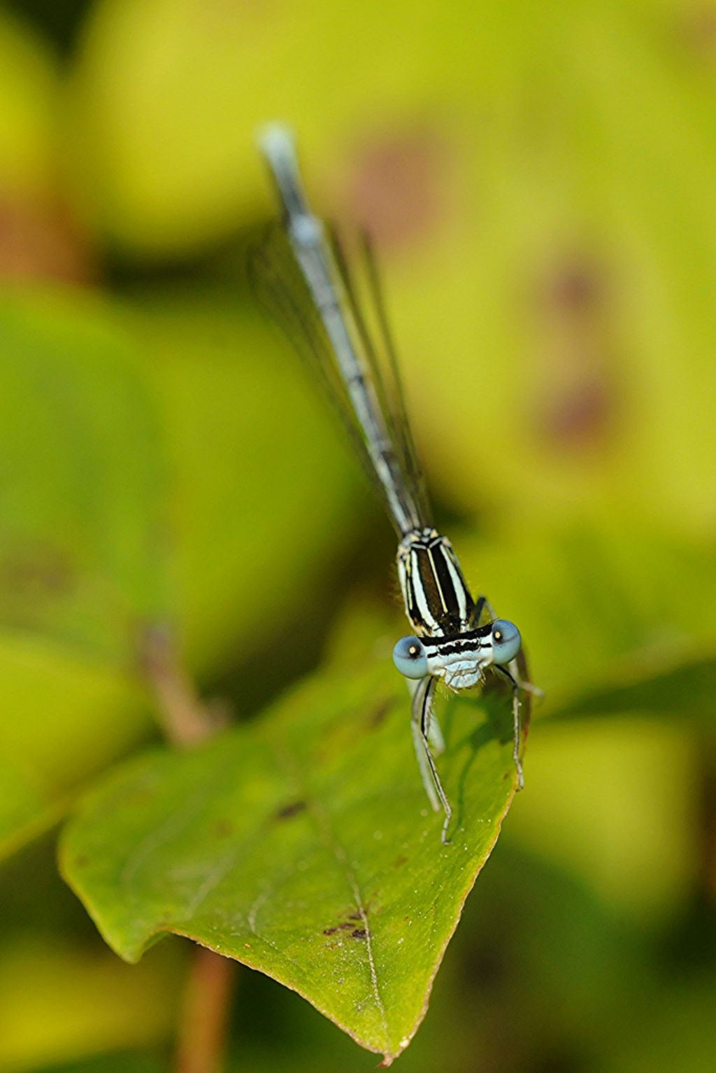 Odonata da determinare 2: Platycnemis pennipes