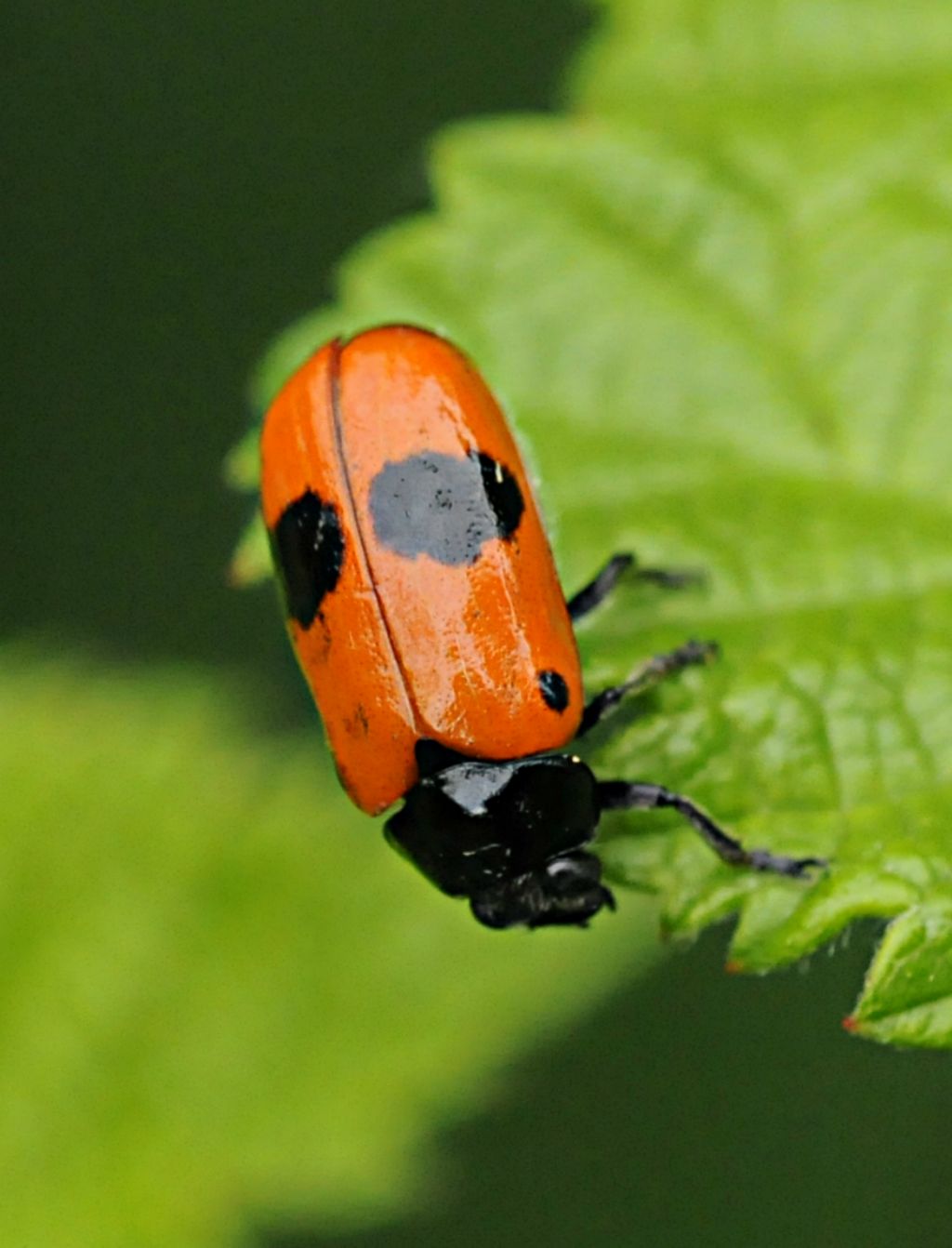 Clytra laeviuscula (cf.)