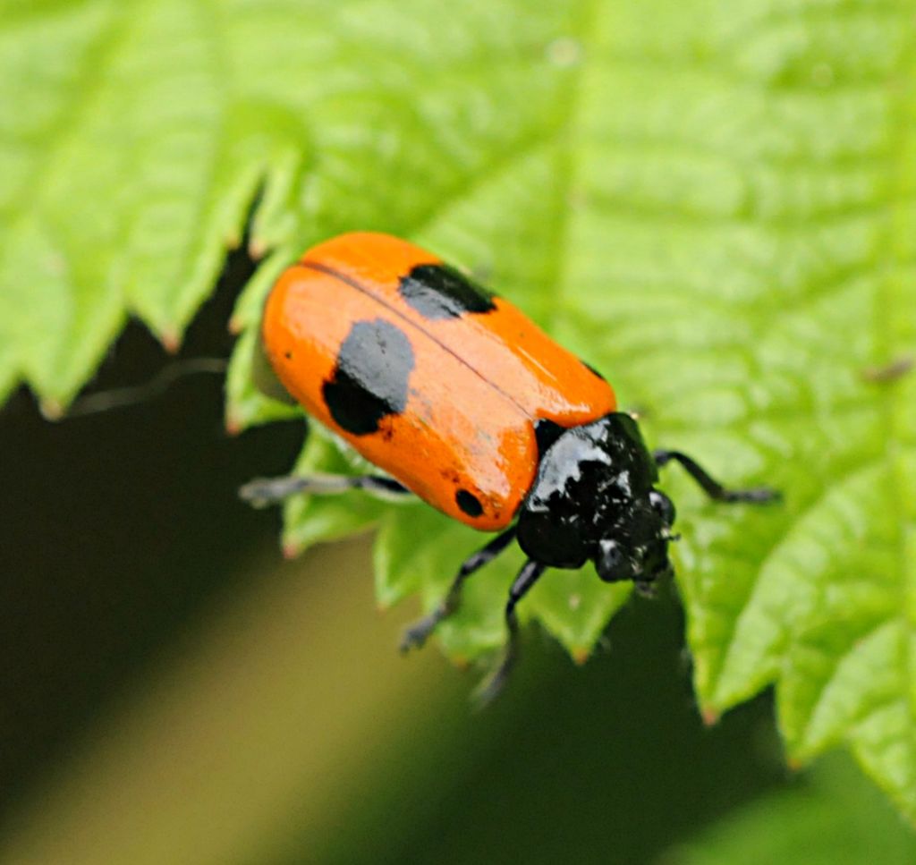 Clytra laeviuscula (cf.)