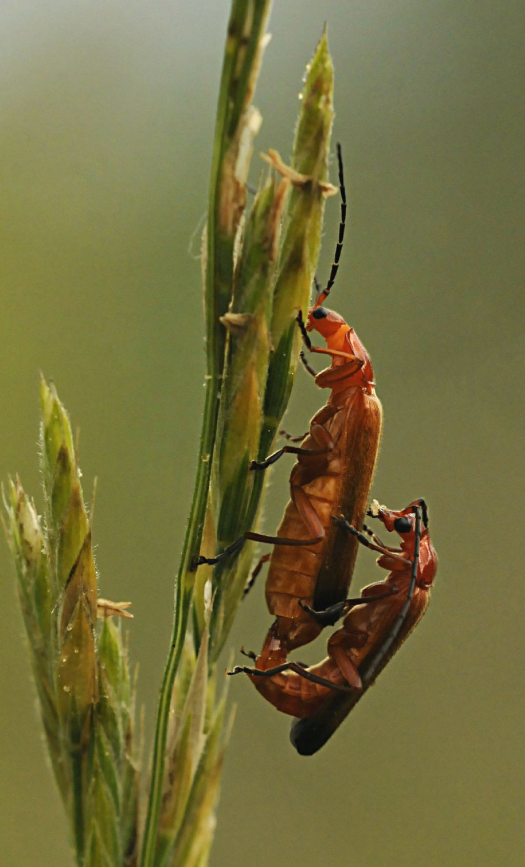 Rhagonycha fulva