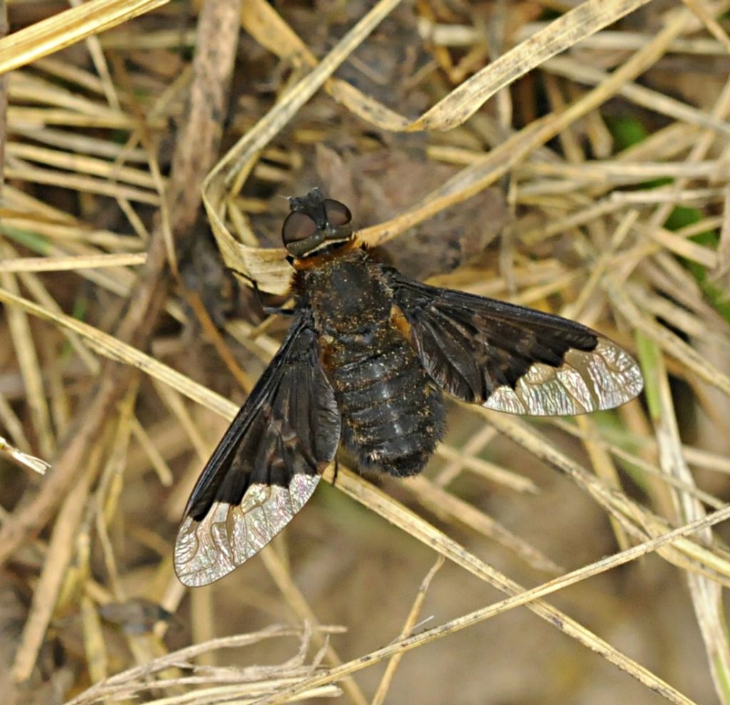 Hemipenthes morio?