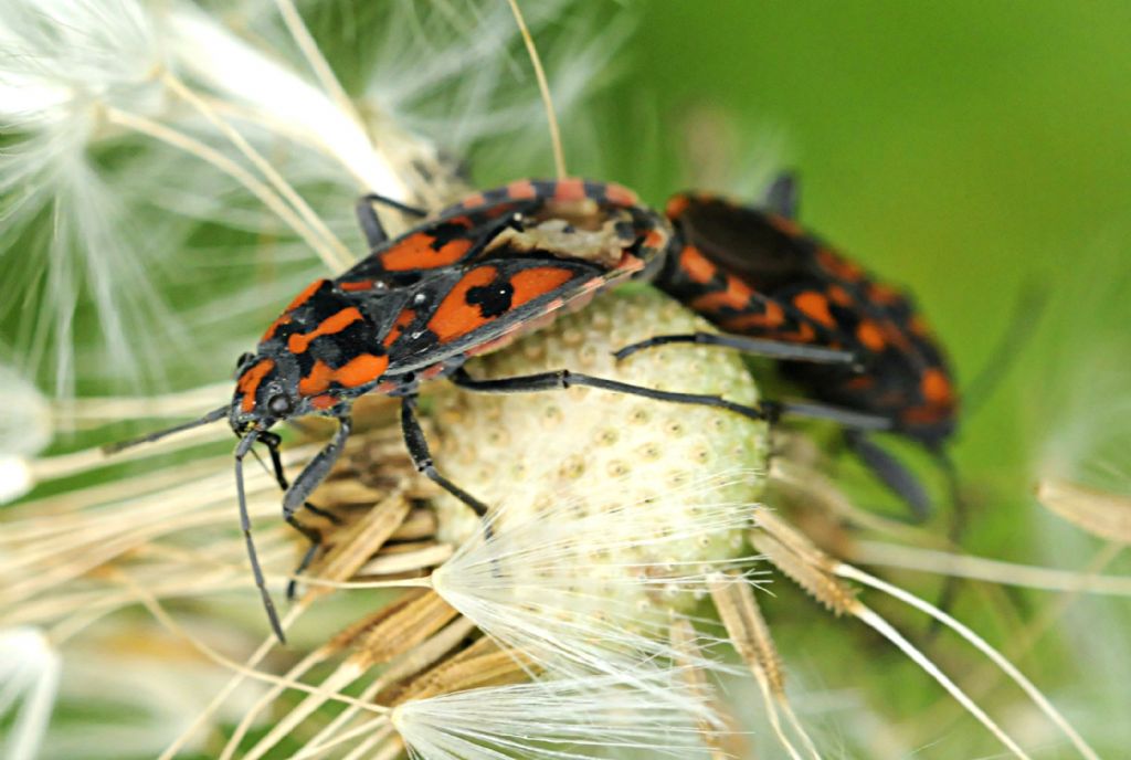 Spilostethus saxatilis? S