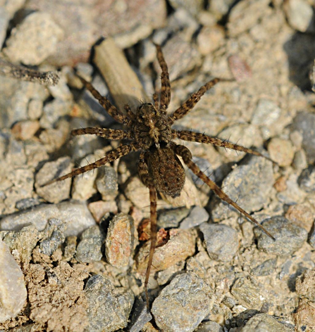 Pardosa sp. - Bagnasco (CN)