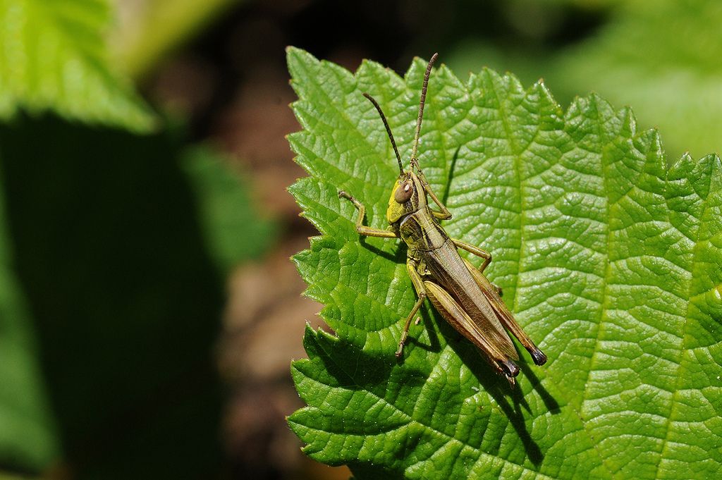 Chorthippus sp.