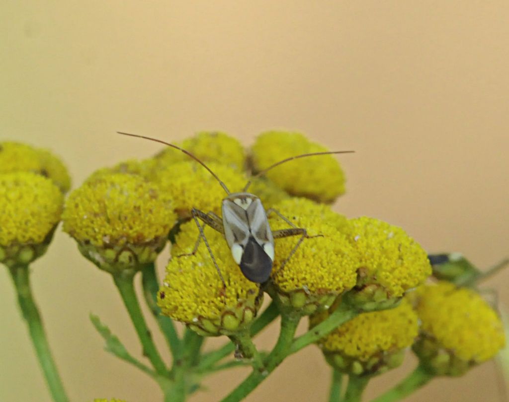 Miridae: Adelphocoris lineolatus del Piemonte (CN)