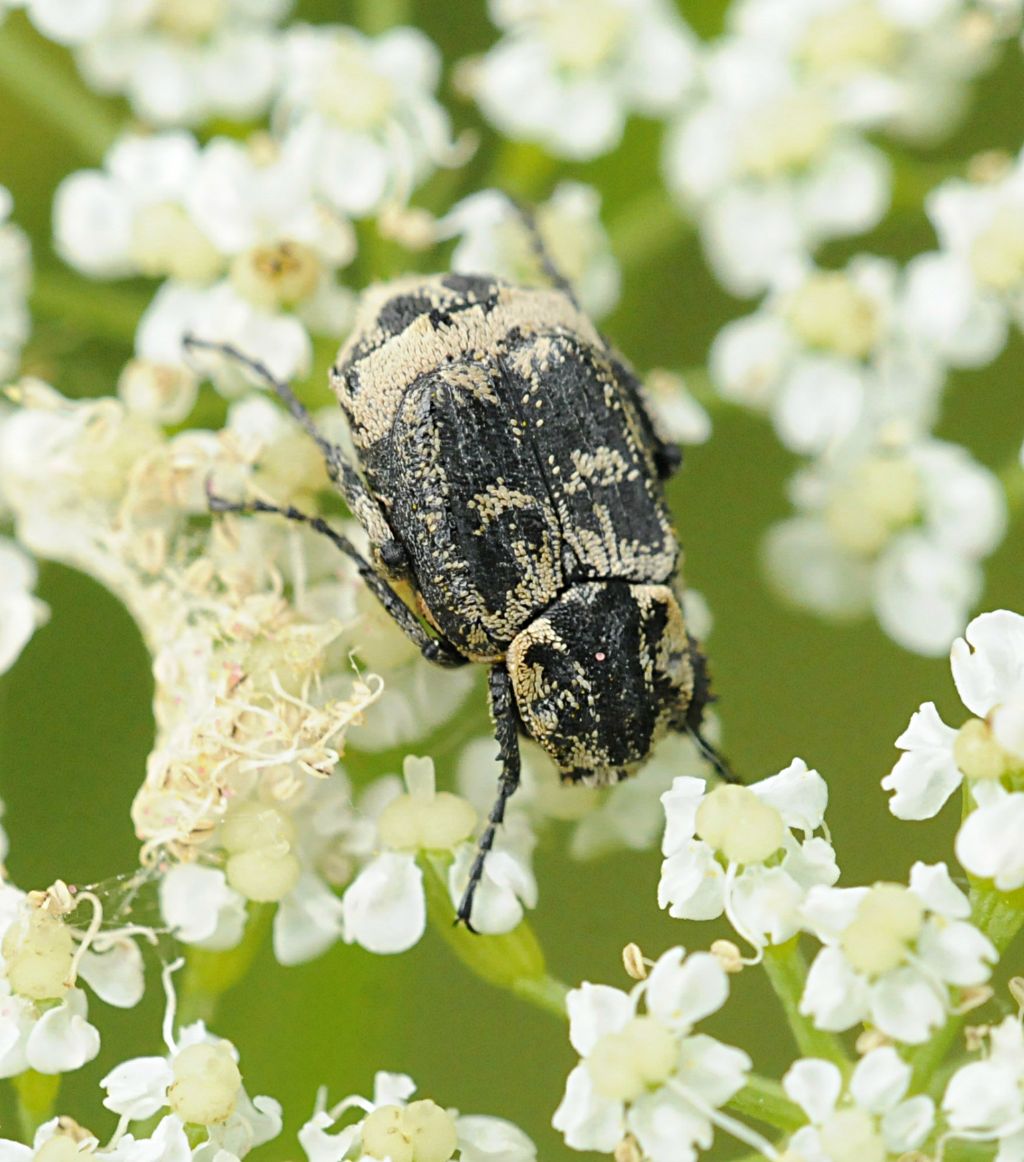 Da determinare - Valgus hemipterus (Cetoniidae)