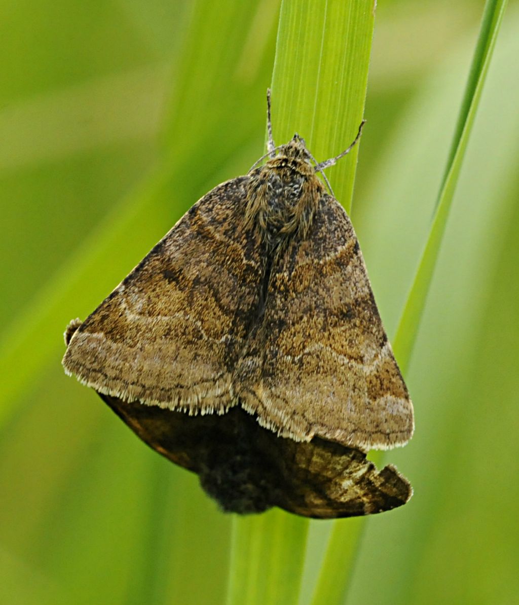 Lepidotteri da identificare