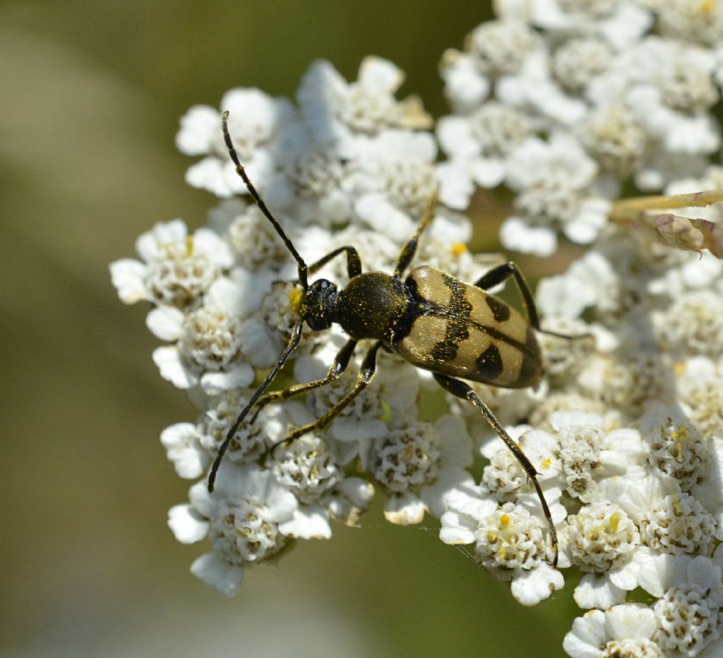 Pachytodes erraticus