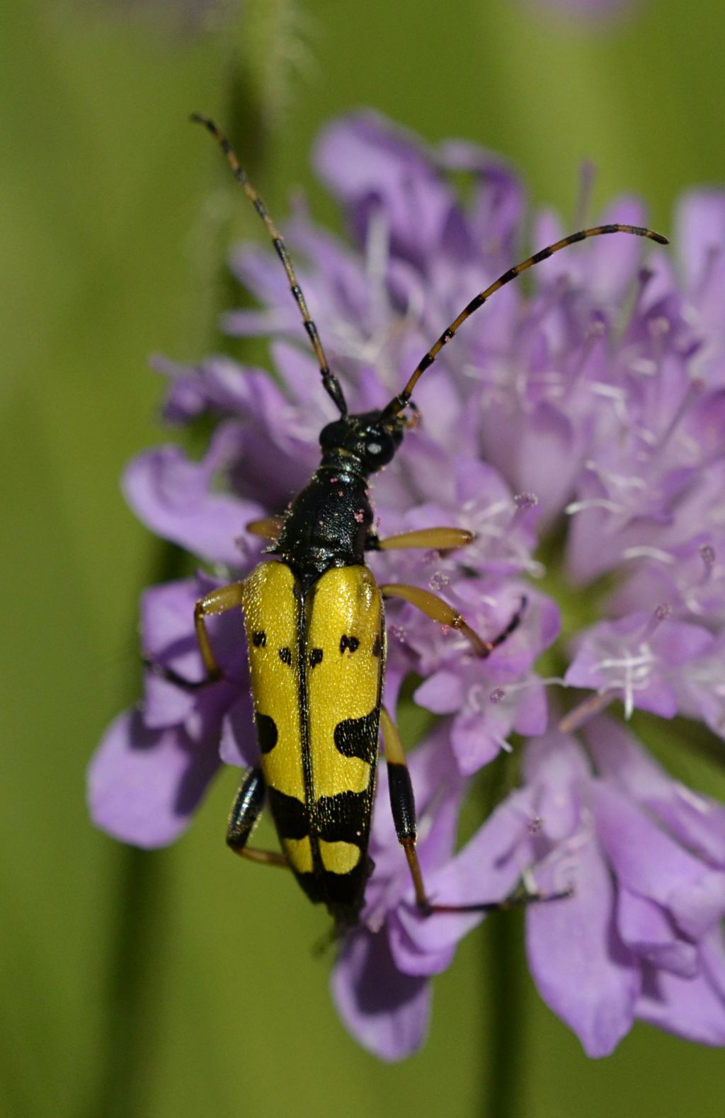 Rutpela maculata