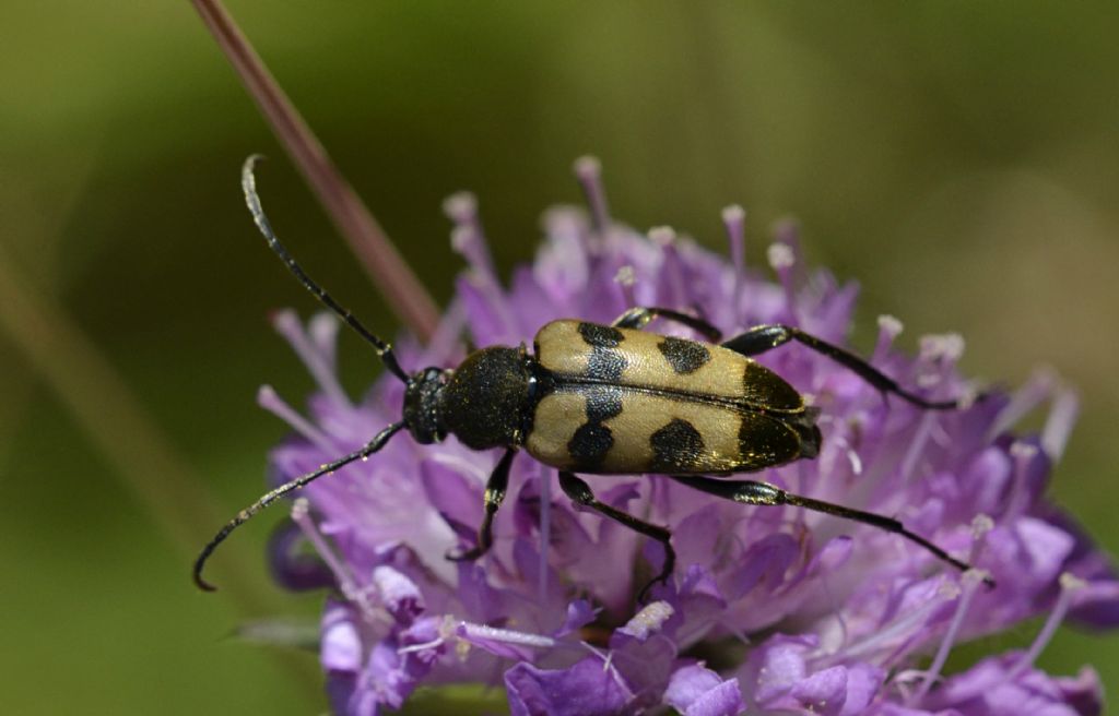 Pachytodes erraticus