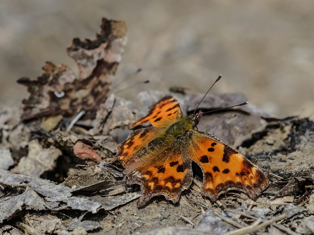 Polygonia c-album?