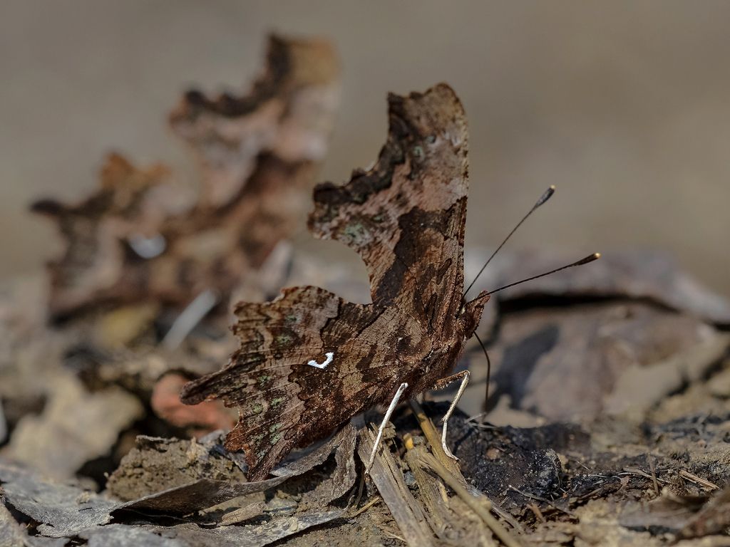 Polygonia c-album?