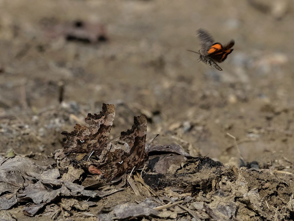 Polygonia c-album?