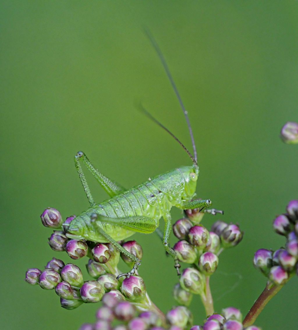 Neanide (femmina) di Tettigonia sp.