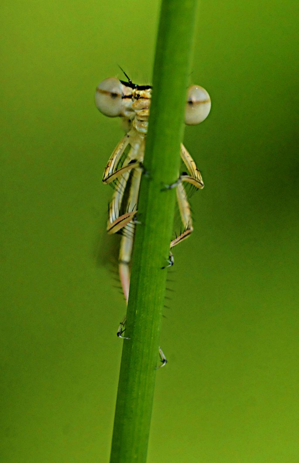 Damigella da identificare