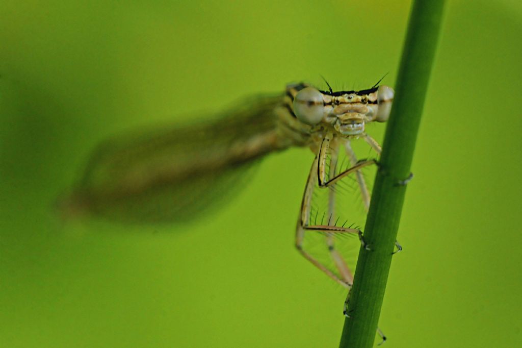 Damigella da identificare