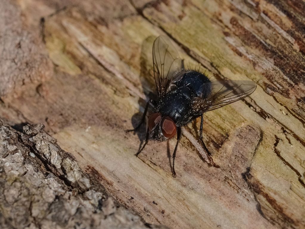 Calliphora loewi