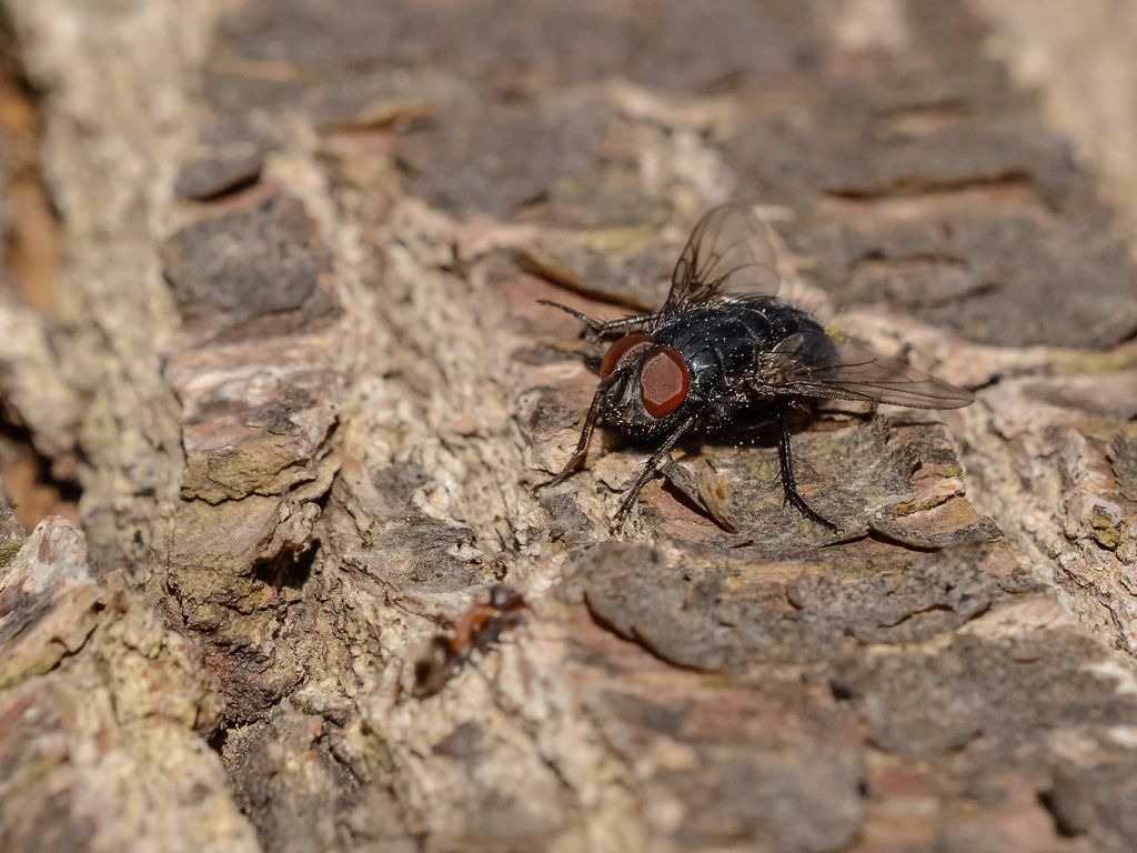 Calliphora loewi