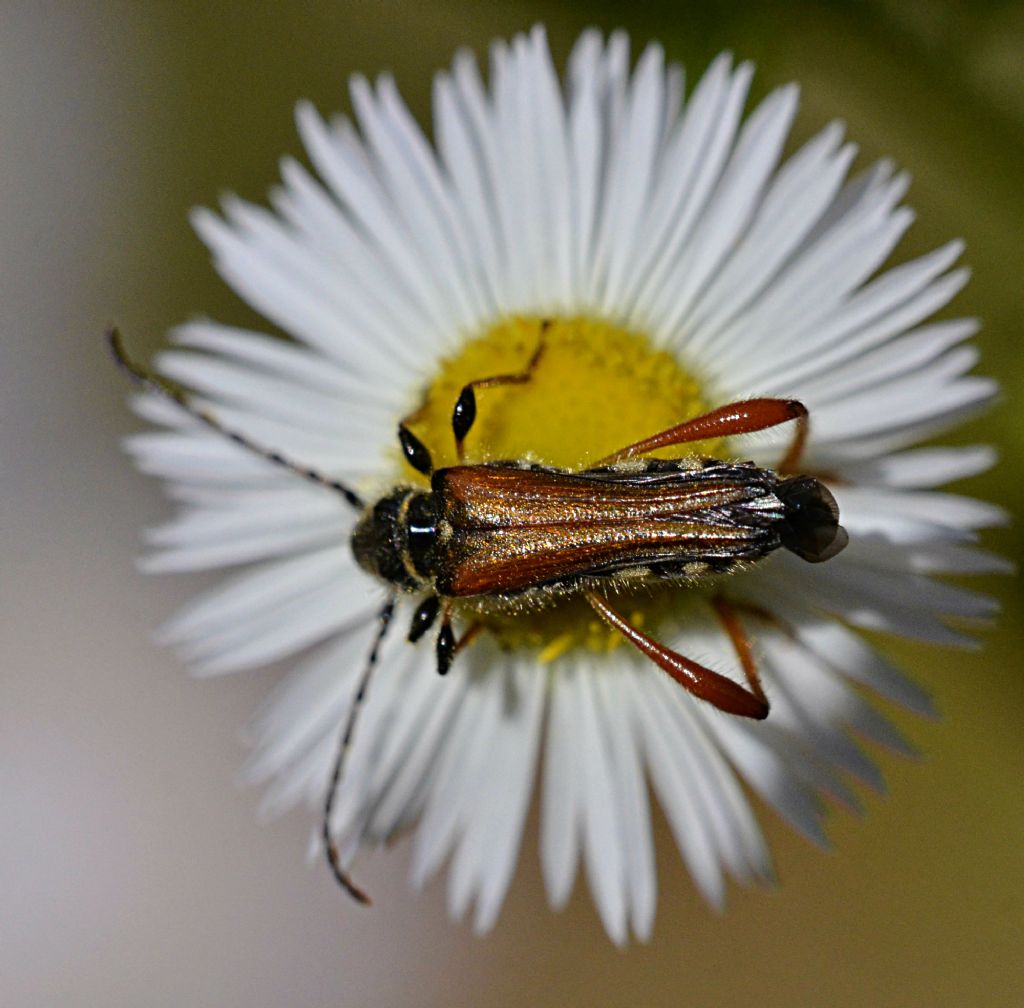 Stenopterus rufus