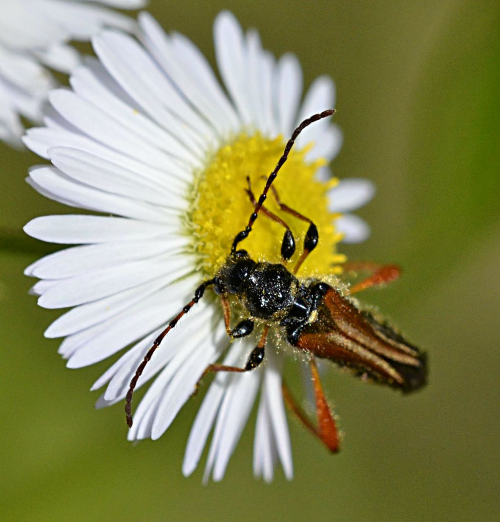 Stenopterus rufus