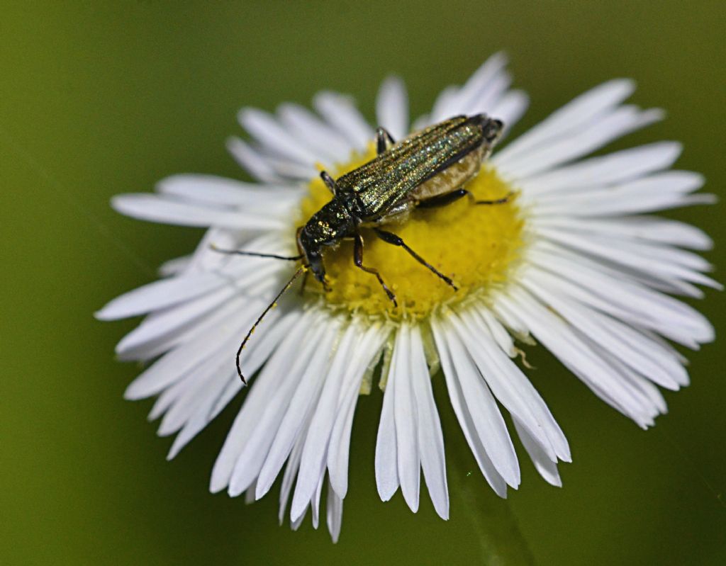 Oedemera sp.