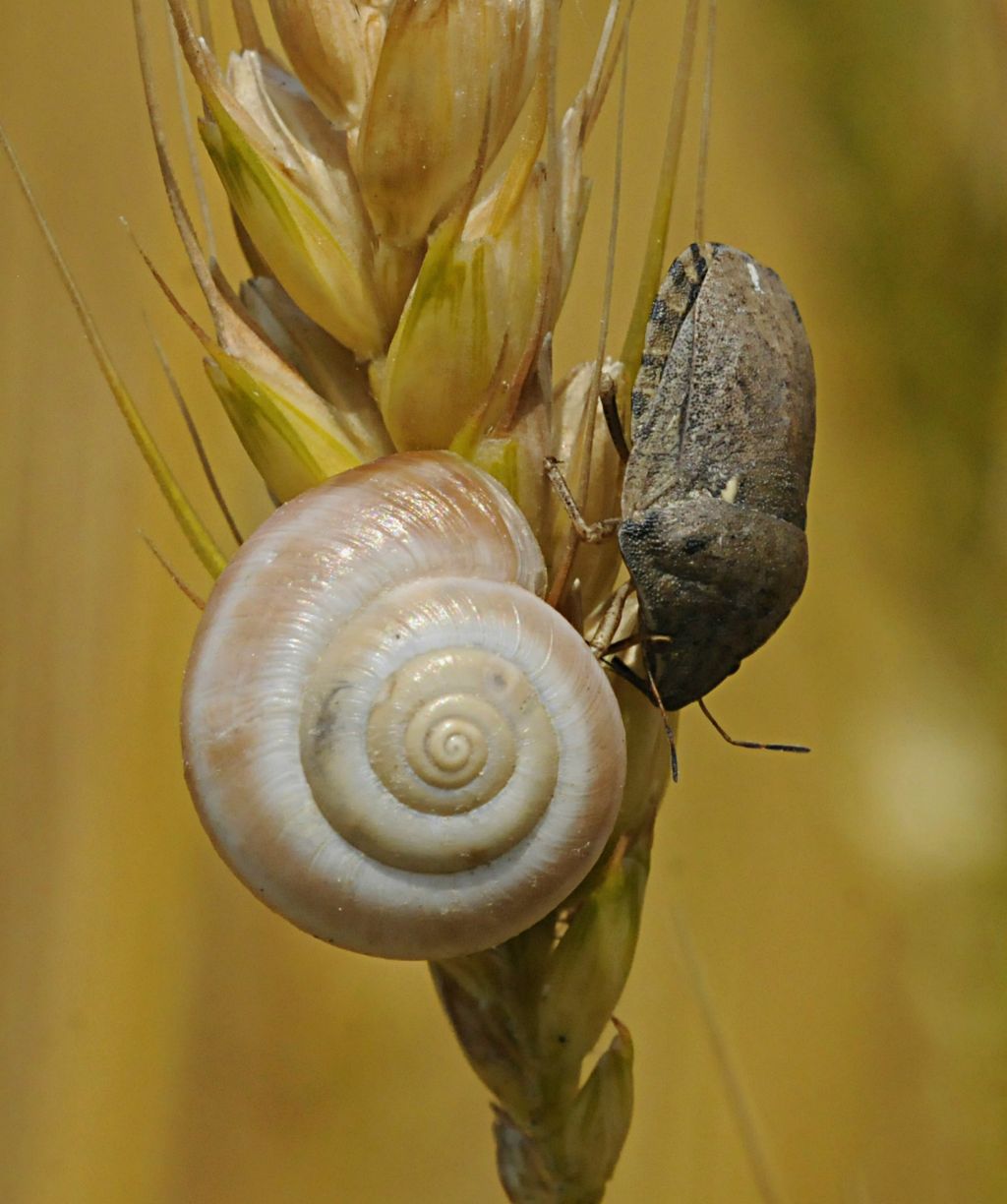 Scutelleridae: Eurygaster sp. del Piemonte (CN)