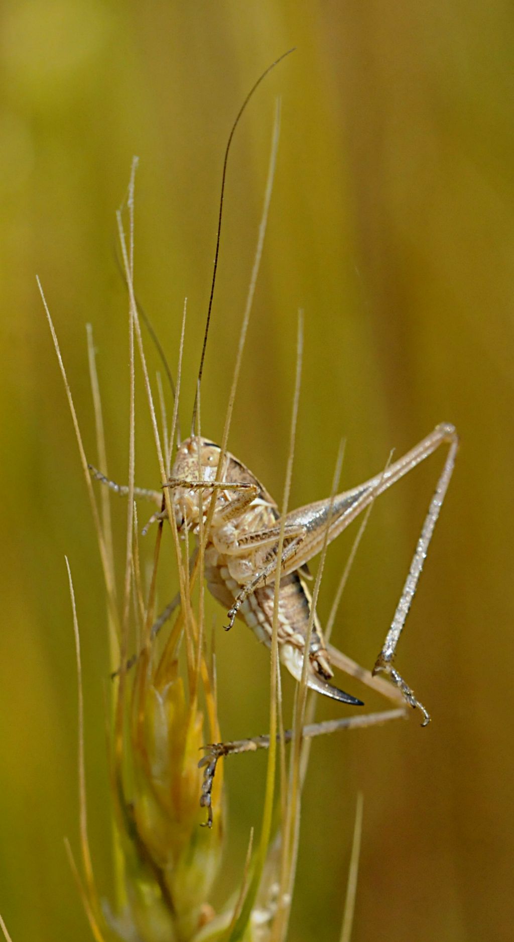 ninfa femmina di Platycleis sp.