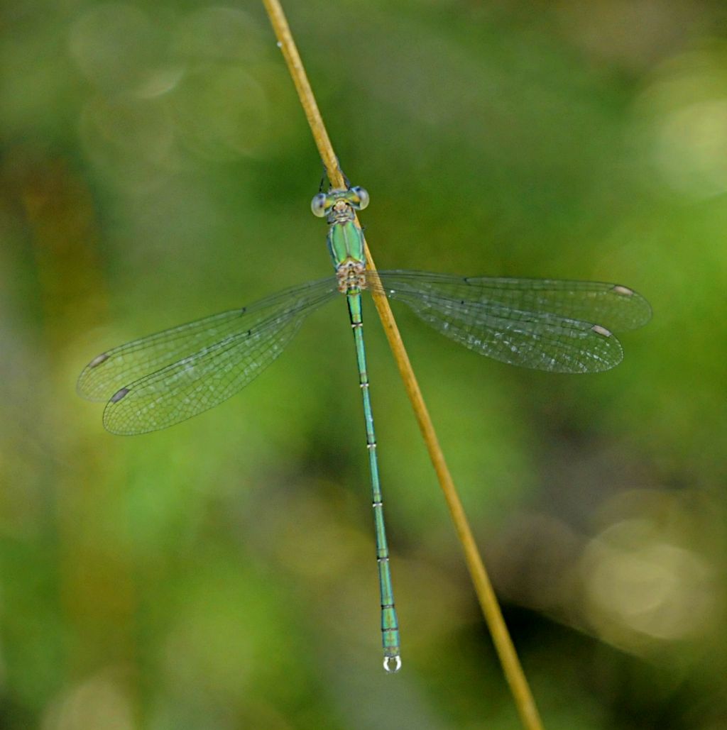 Chalcolestes cfr. viridis