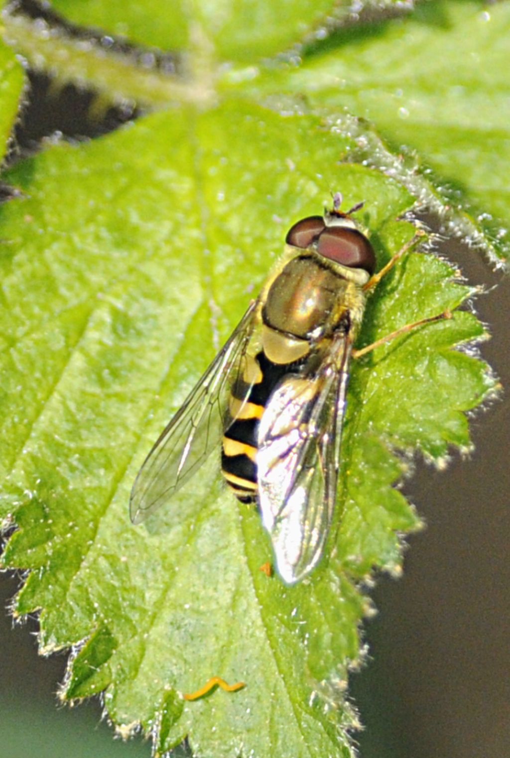 Chrysotoxum intermedium? No Syrphus sp.