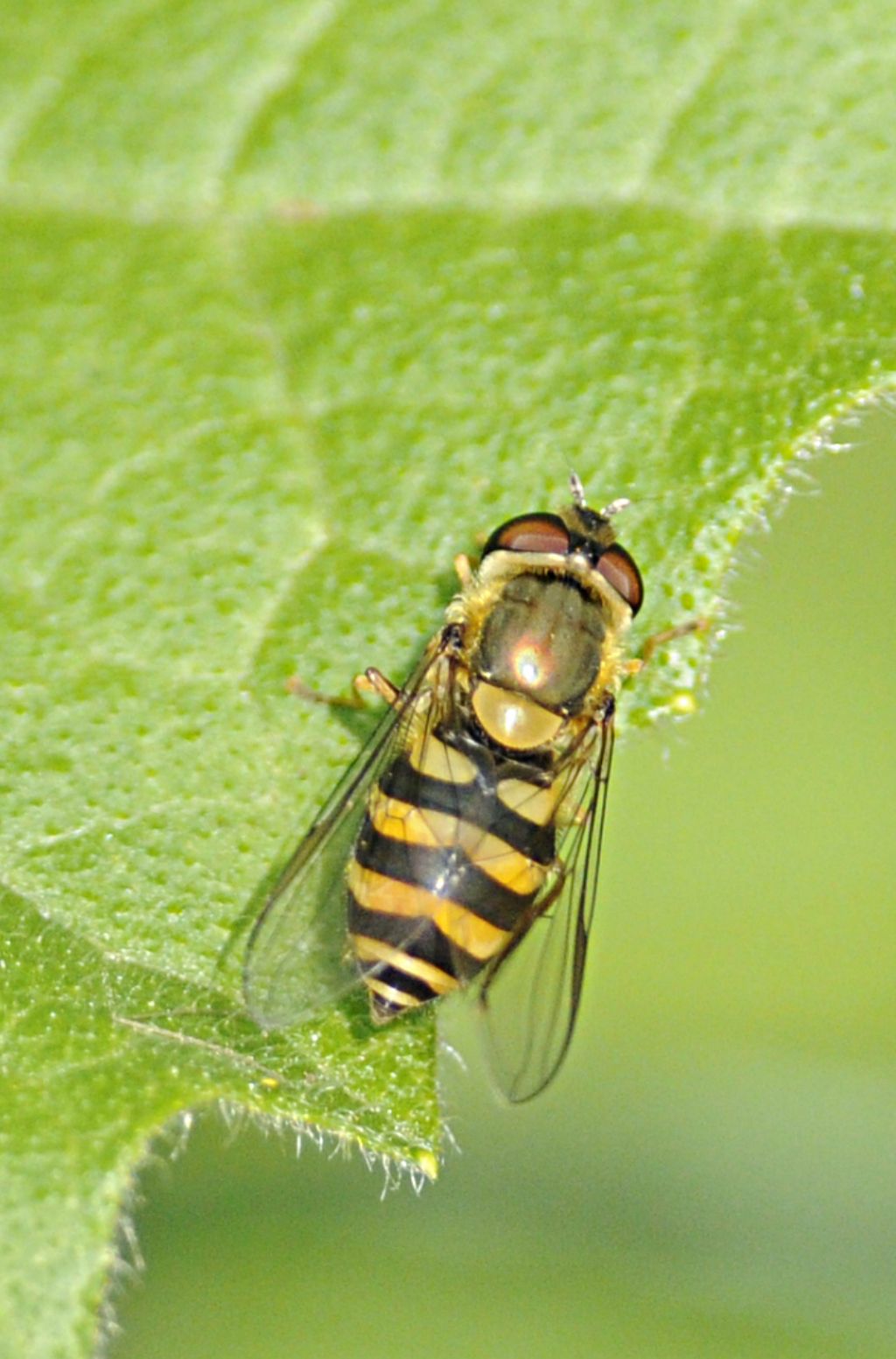 Chrysotoxum intermedium? No Syrphus sp.