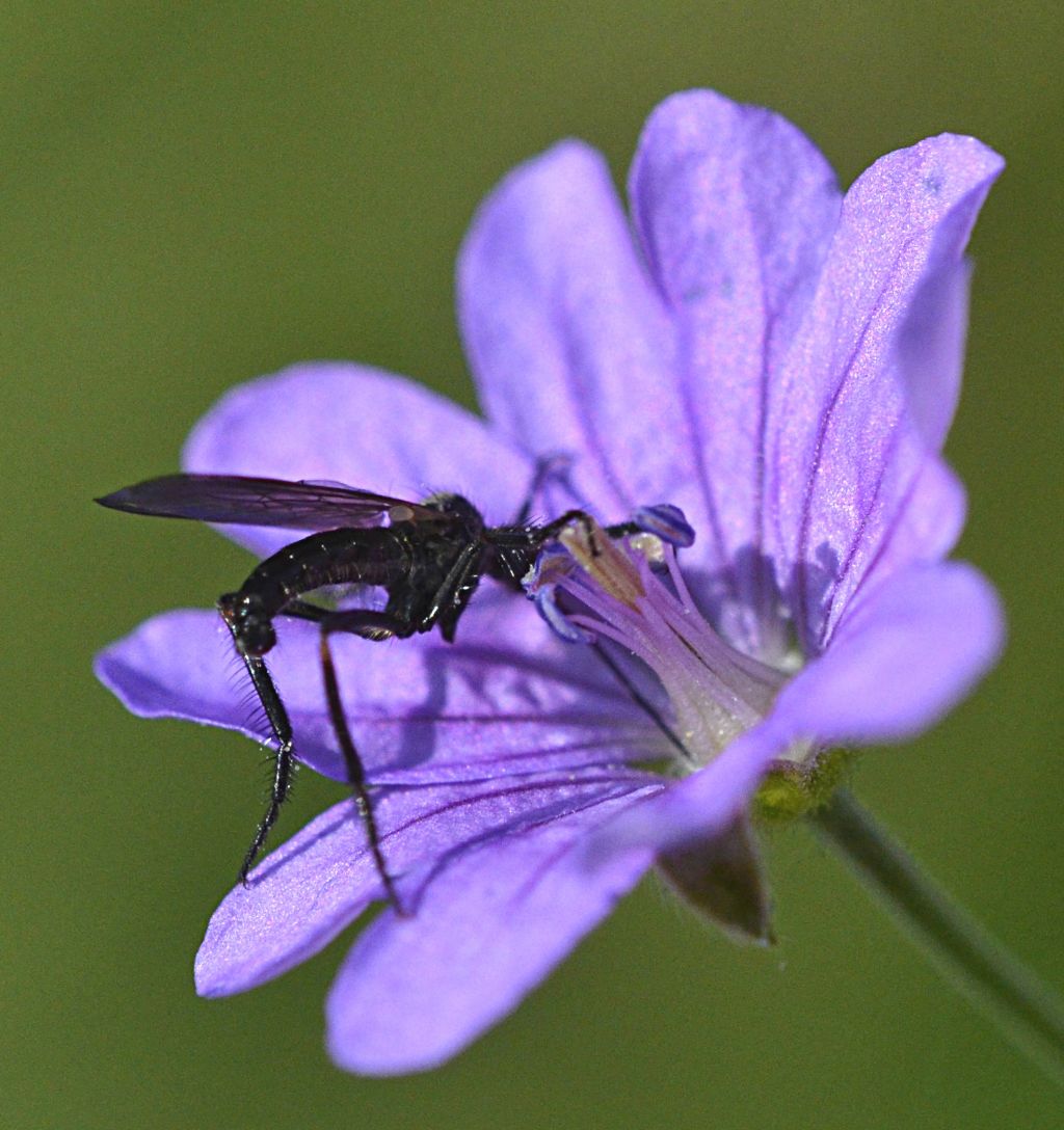 Bibionidae? No. Maschio di Empididae