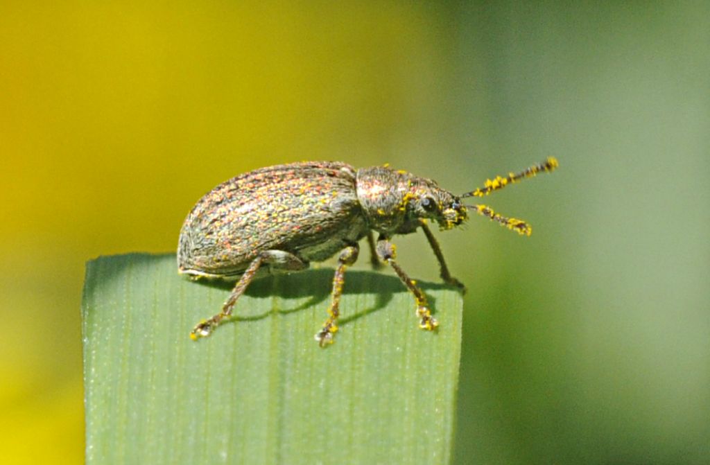 Piccolo Coleottero da identificare - Phyllobius pyri