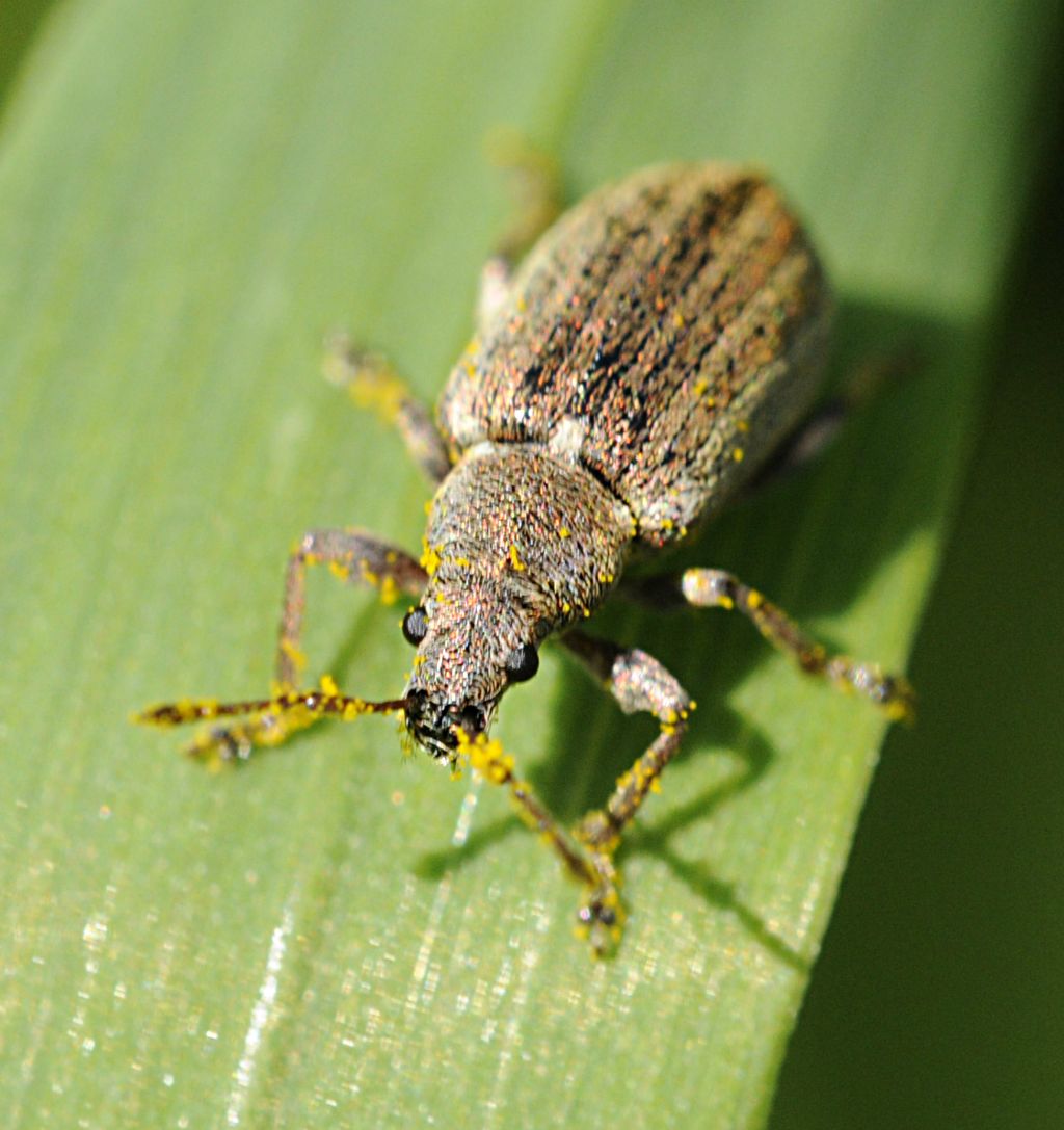 Piccolo Coleottero da identificare - Phyllobius pyri