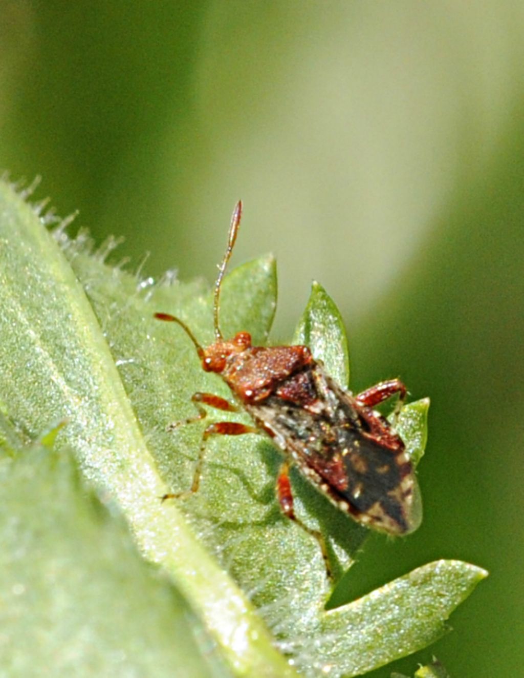 Rhopalidae: Rhopalus subrufus del Piemonte (CN)