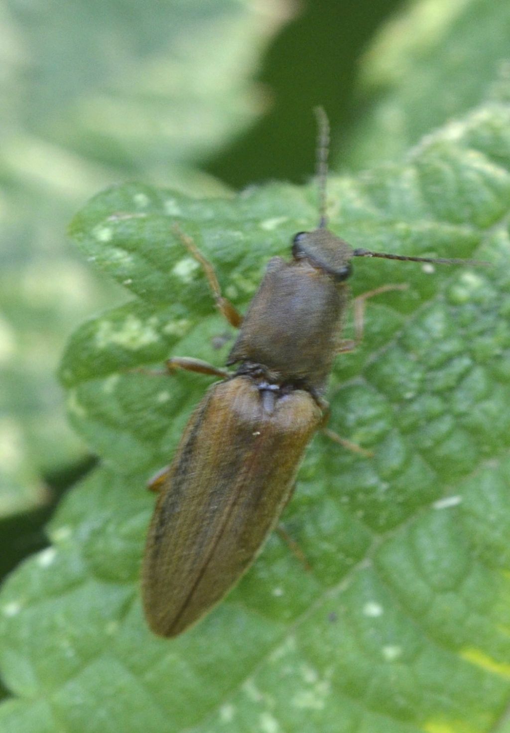 Athous bicolor (Elateridae)