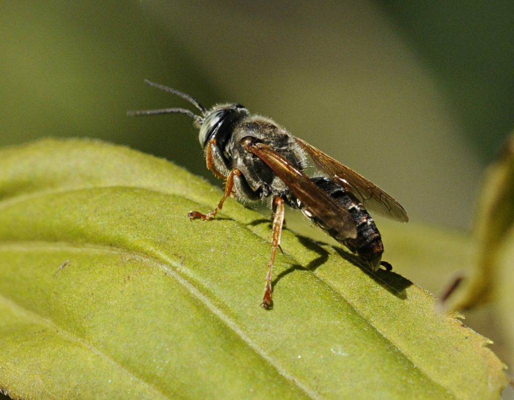 Tachytes etruscus (Crabronidae)