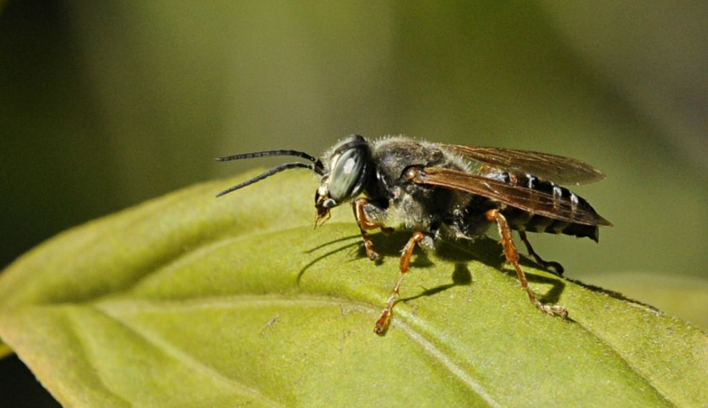 Tachytes etruscus (Crabronidae)