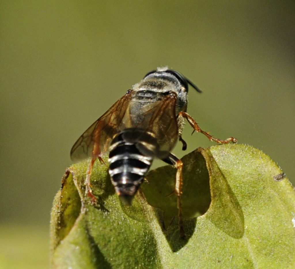 Tachytes etruscus (Crabronidae)