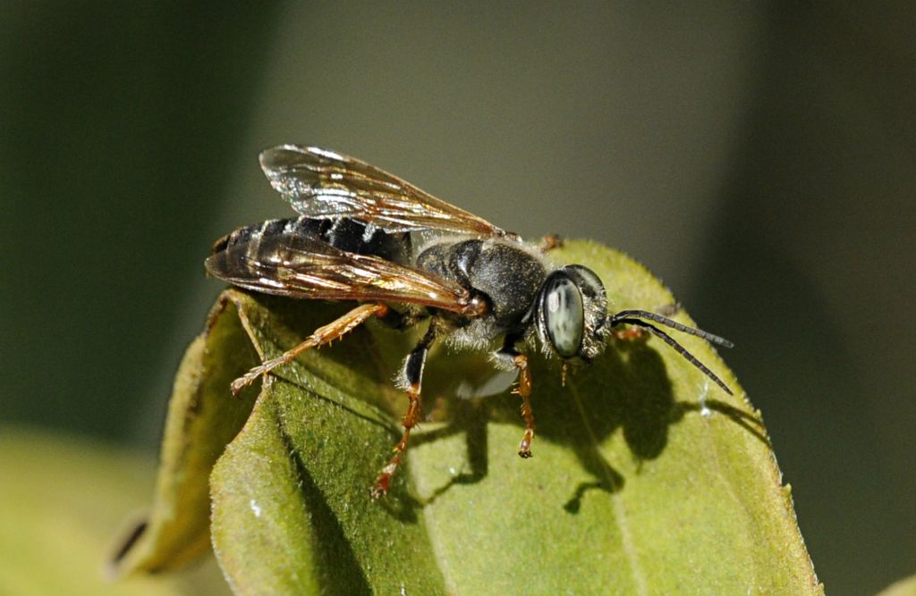 Tachytes etruscus (Crabronidae)