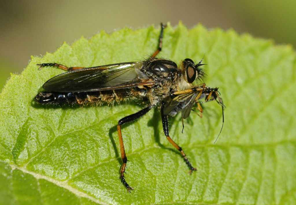 Asilidae da determinare