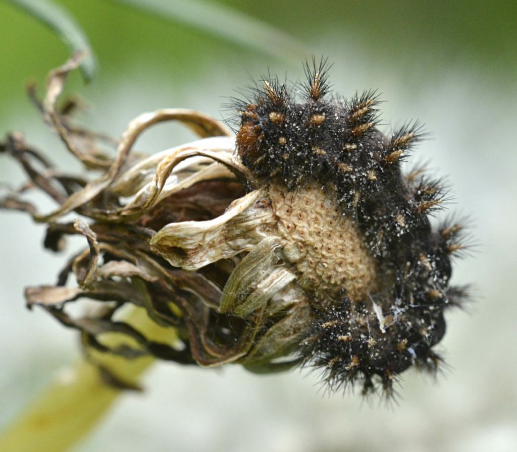 Bruco di Melitaea? Quale?