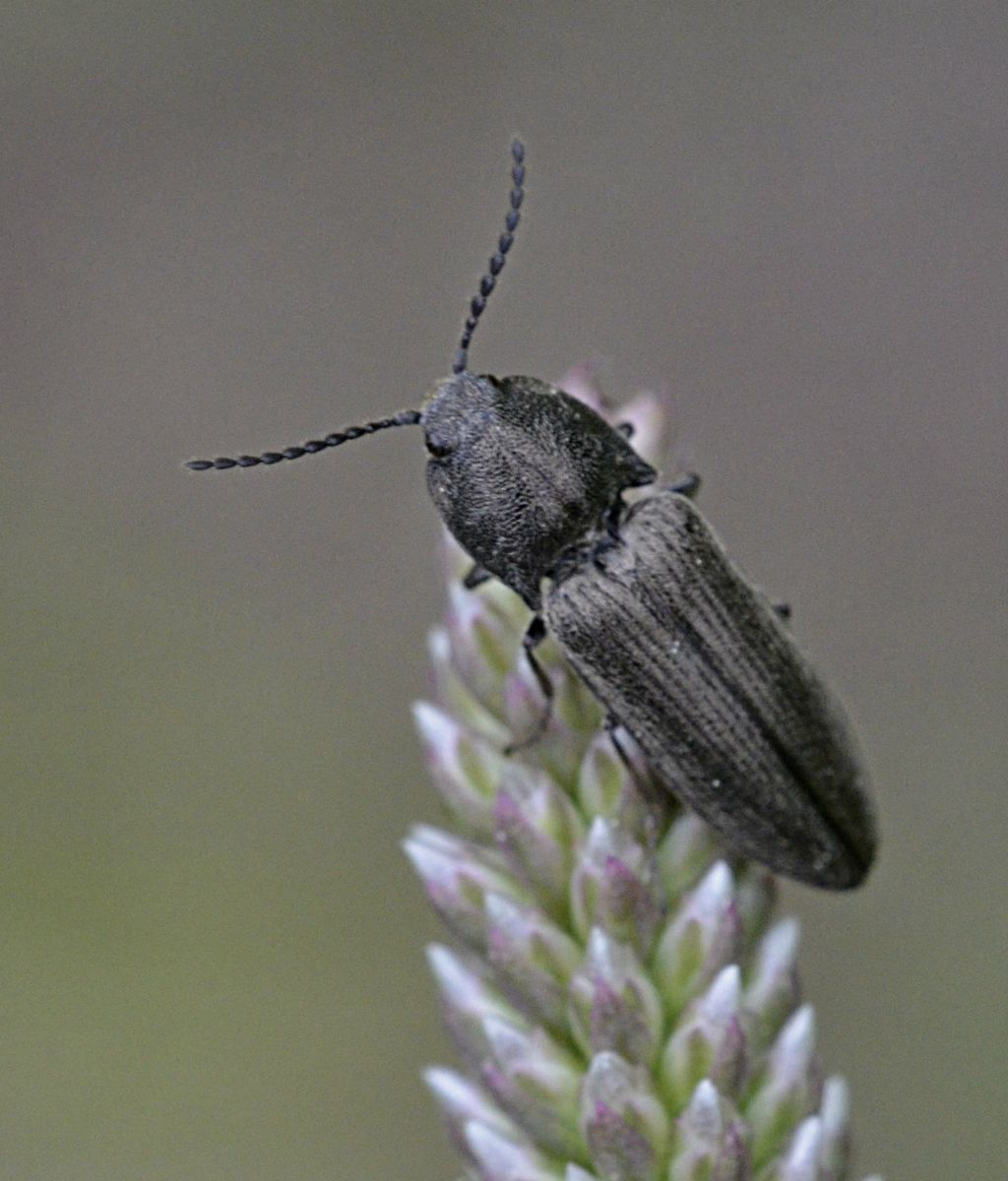 Cidnopus pilosus (cf.)