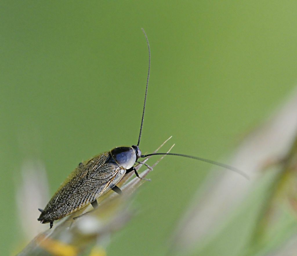 Ectobius del gruppo sylvestris maschio