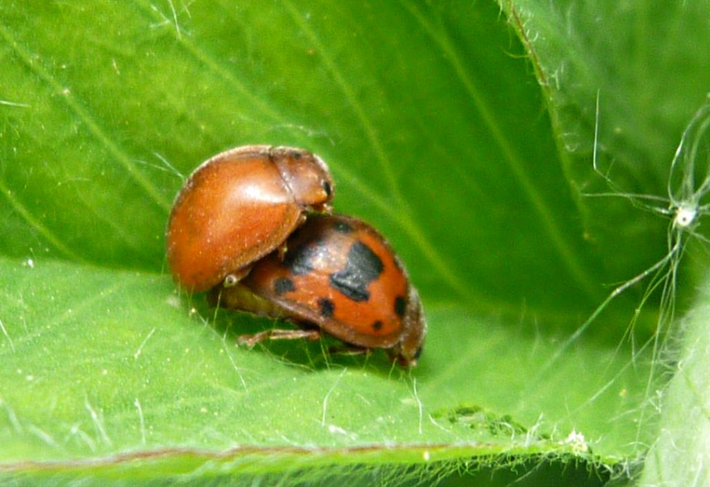 Subcoccinella vigintiquatuorpunctata