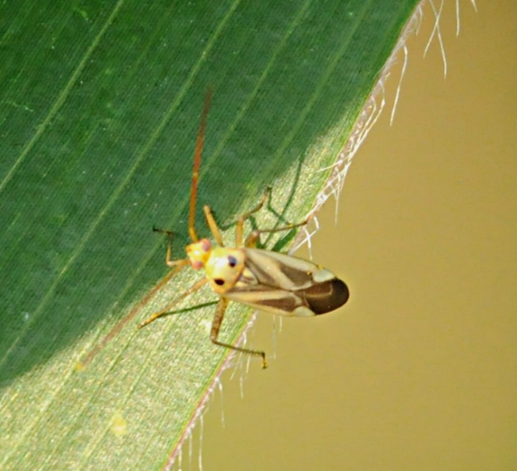 Miridae: Adelphocoris lineolatus del Piemonte (CN)