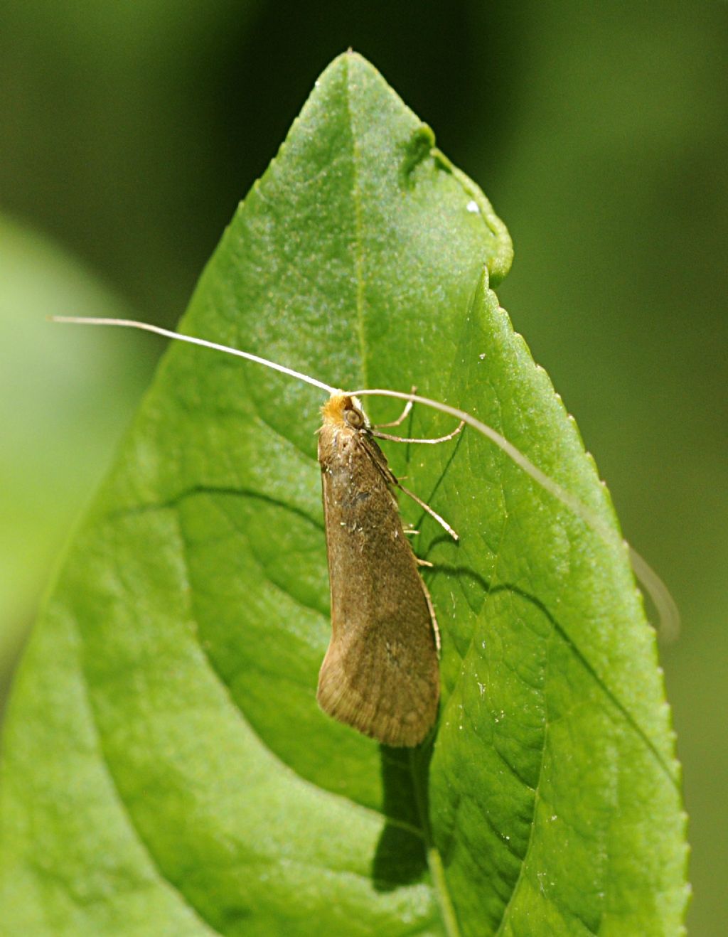 Quale Adelidae?Nematopogon sp